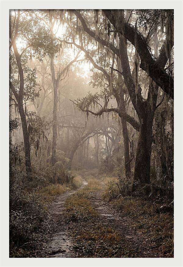 Moonlit Path Through Quiet Forest