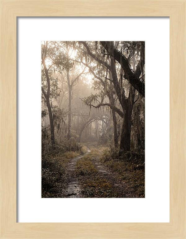Moonlit Path Through Quiet Forest
