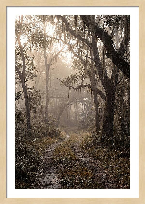 Moonlit Path Through Quiet Forest