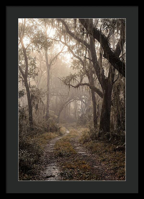 Moonlit Path Through Quiet Forest