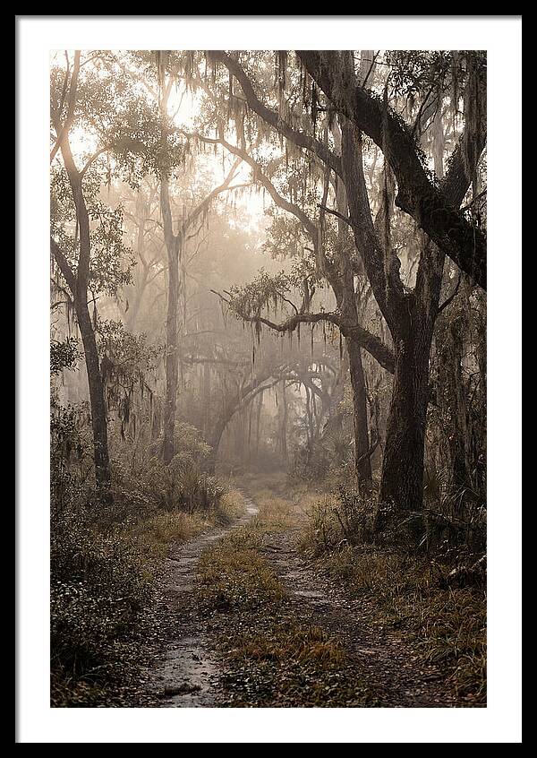 Moonlit Path Through Quiet Forest