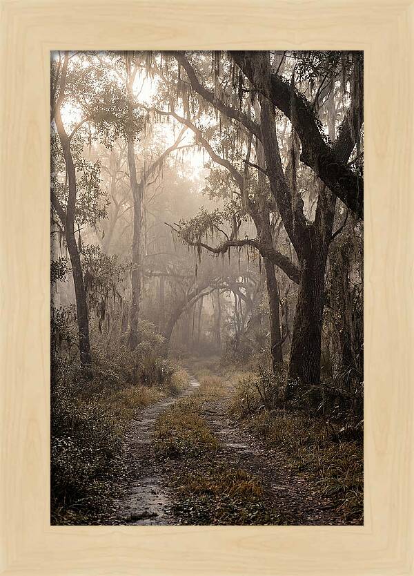 Moonlit Path Through Quiet Forest