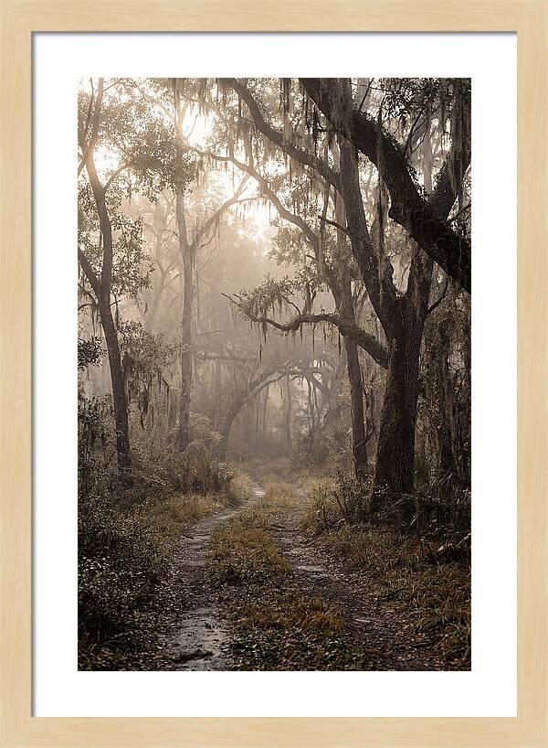 Moonlit Path Through Quiet Forest