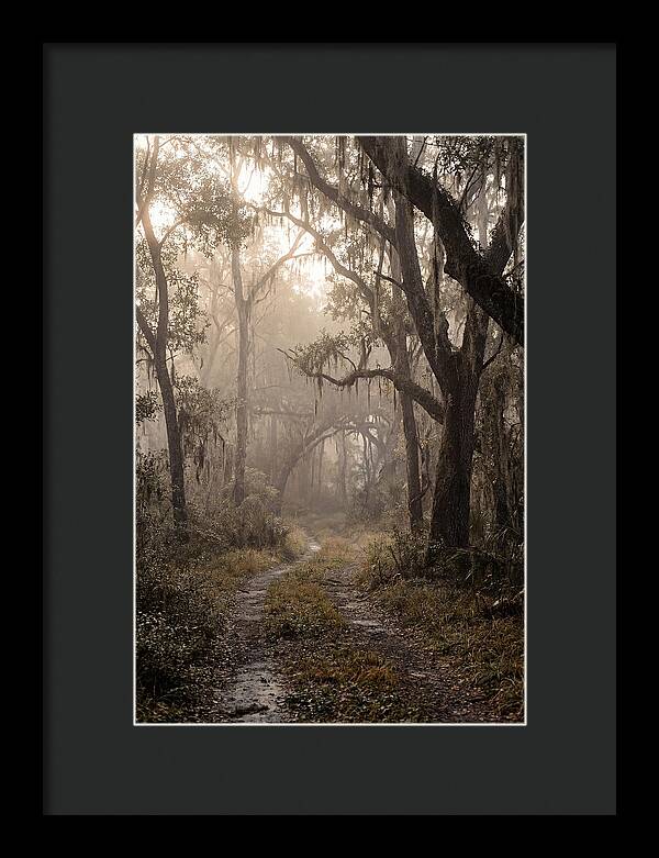 Moonlit Path Through Quiet Forest