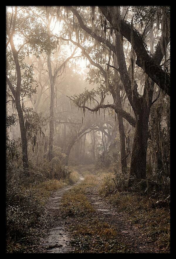 Moonlit Path Through Quiet Forest