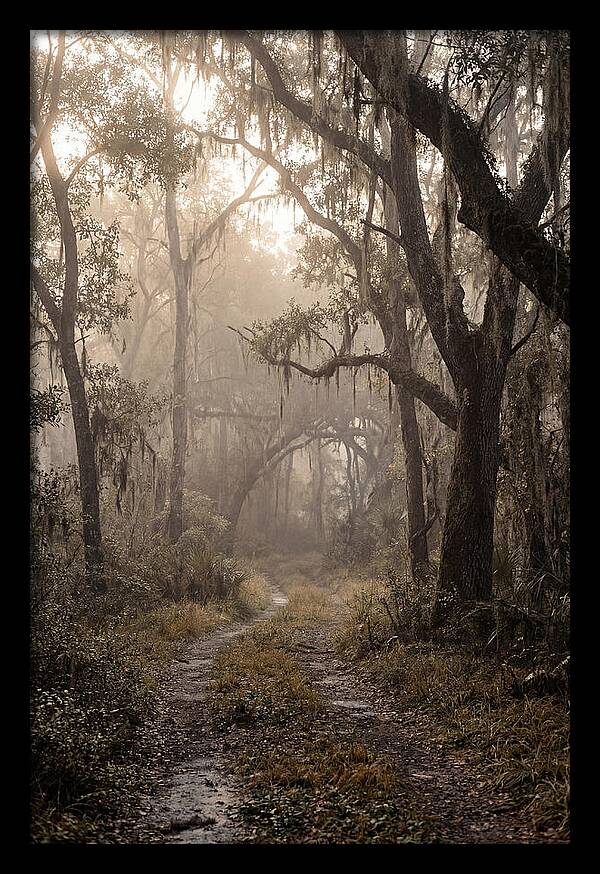 Moonlit Path Through Quiet Forest
