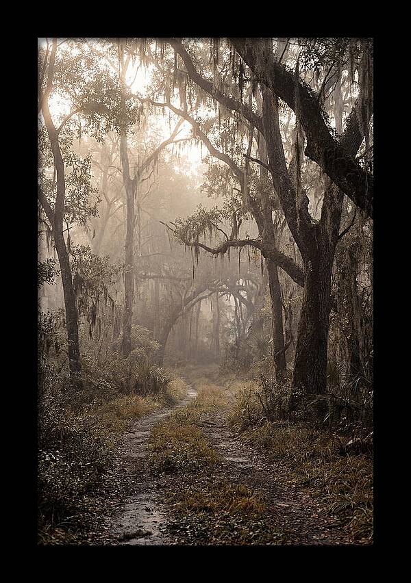 Moonlit Path Through Quiet Forest