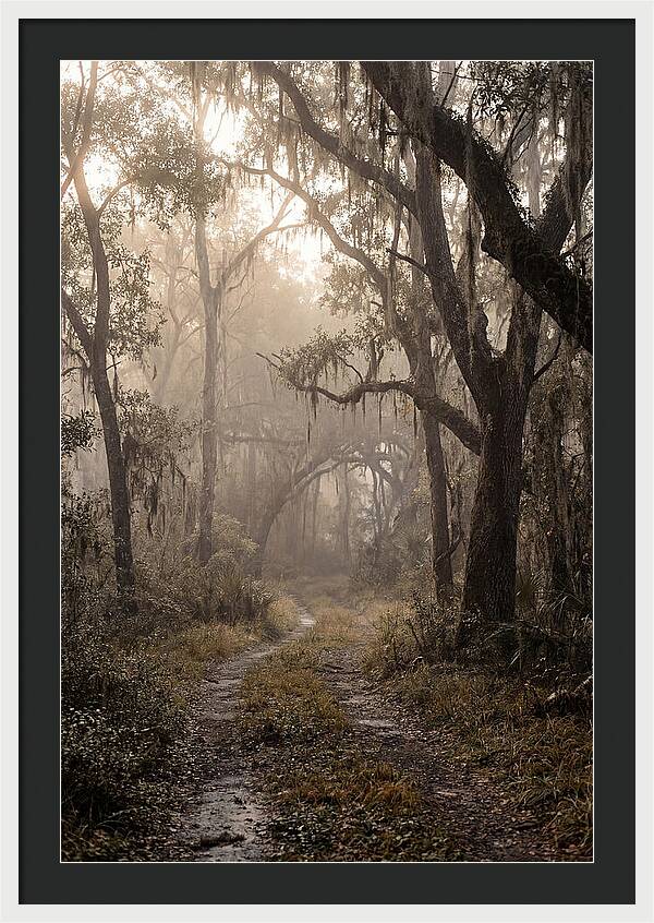 Moonlit Path Through Quiet Forest