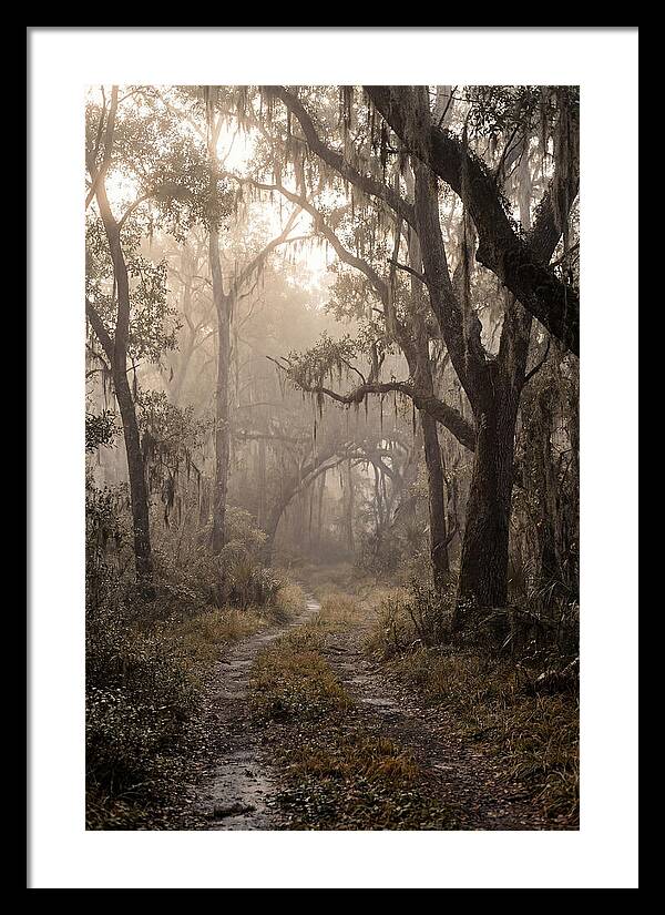 Moonlit Path Through Quiet Forest