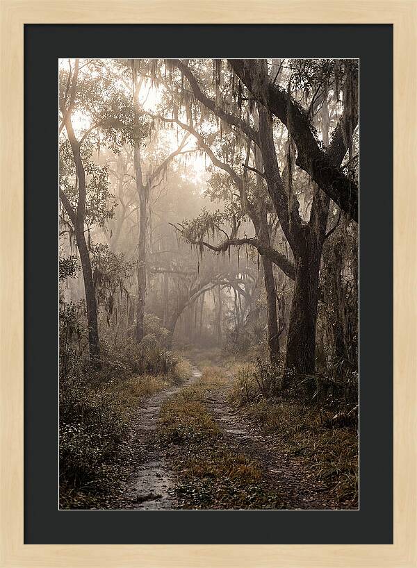 Moonlit Path Through Quiet Forest