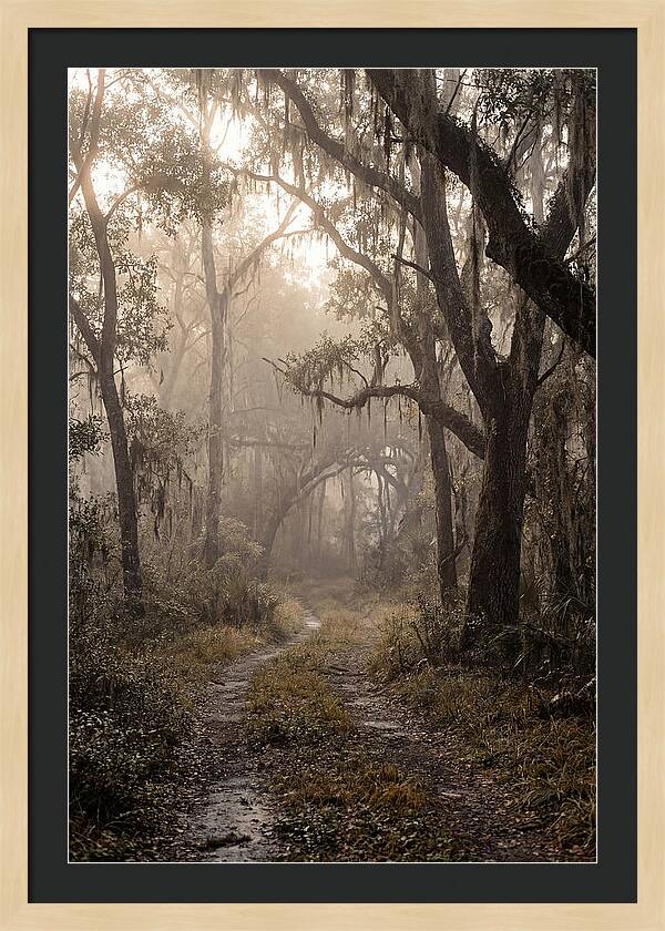 Moonlit Path Through Quiet Forest
