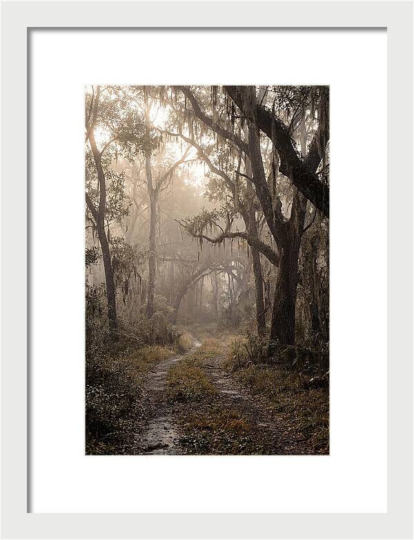 Moonlit Path Through Quiet Forest
