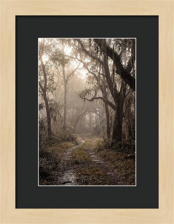 Moonlit Path Through Quiet Forest