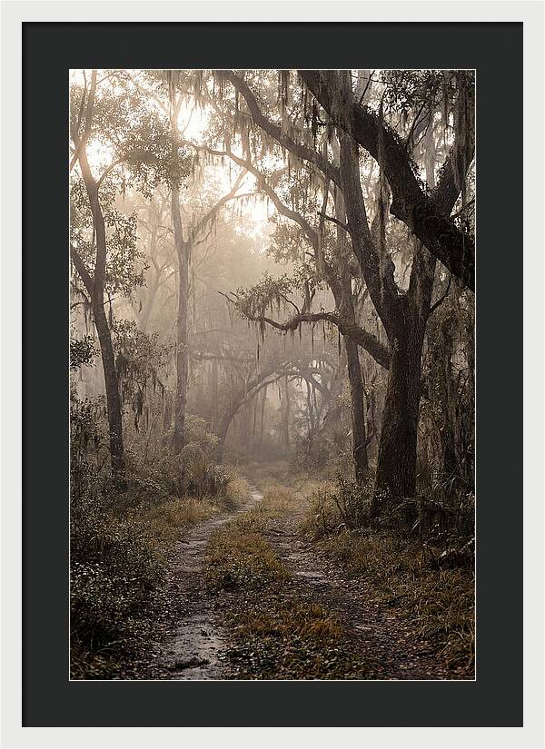 Moonlit Path Through Quiet Forest