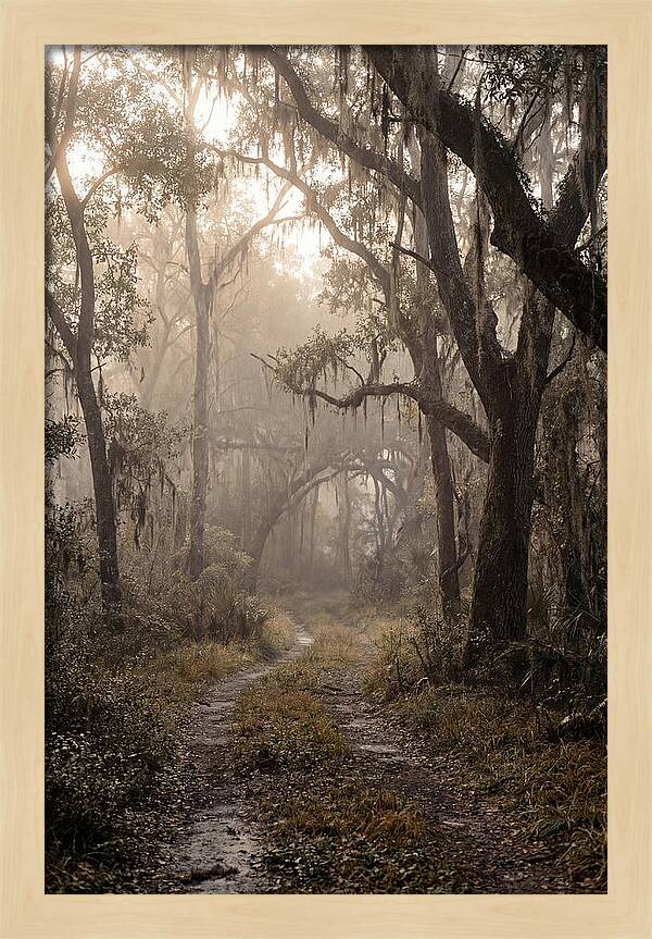 Moonlit Path Through Quiet Forest
