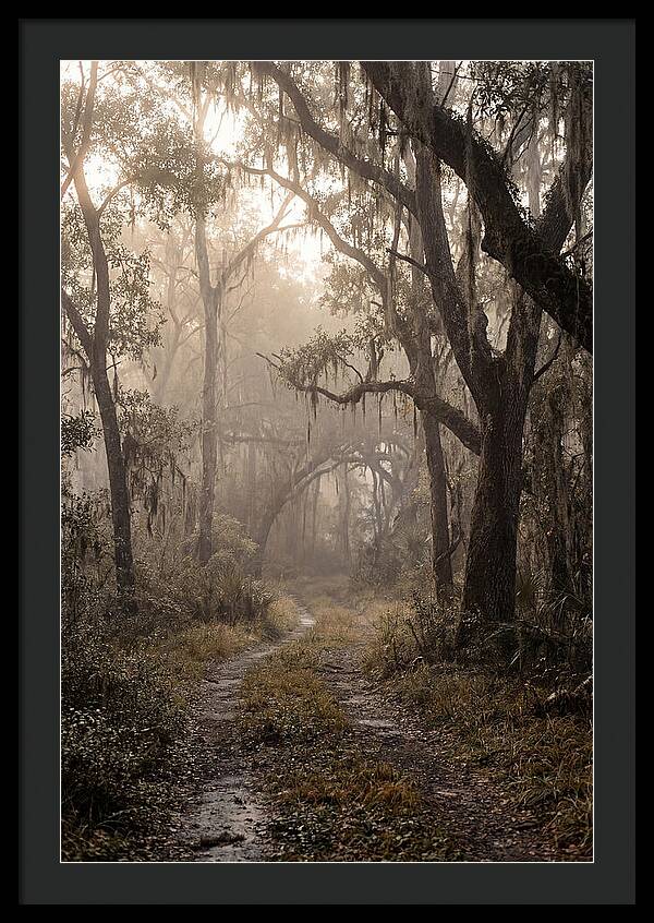 Moonlit Path Through Quiet Forest