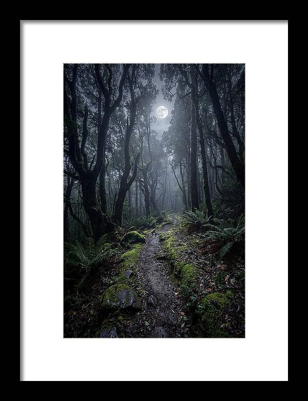 Moonlit Path Through The Forest