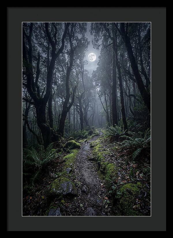 Moonlit Path Through The Forest