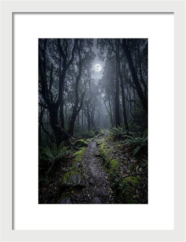 Moonlit Path Through The Forest