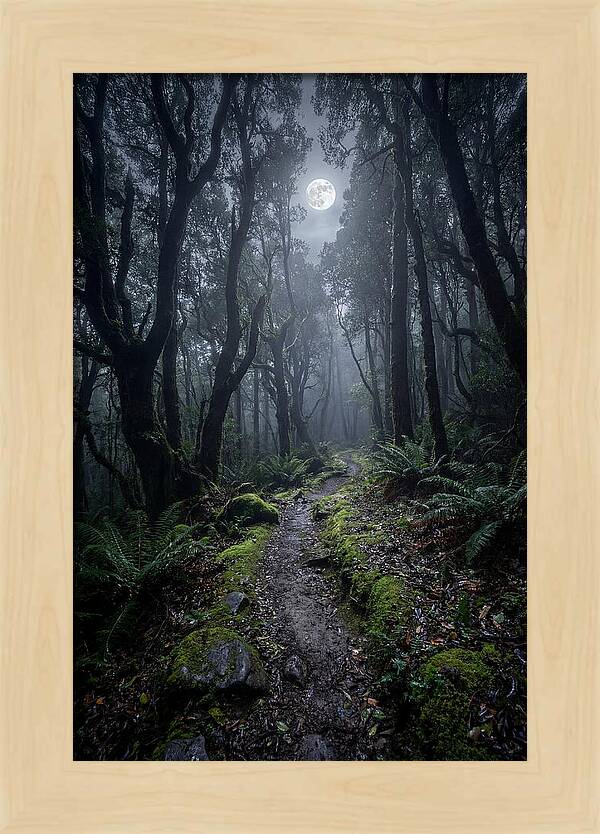 Moonlit Path Through The Forest