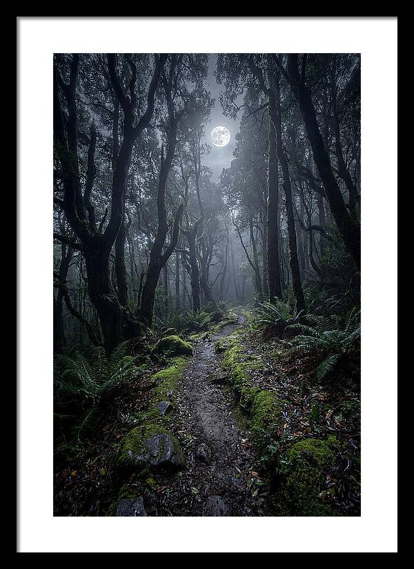 Moonlit Path Through The Forest