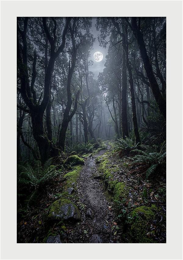 Moonlit Path Through The Forest