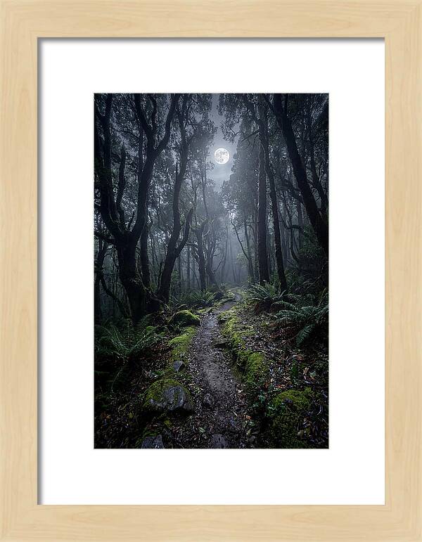 Moonlit Path Through The Forest