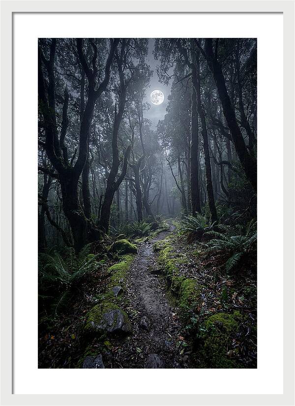 Moonlit Path Through The Forest