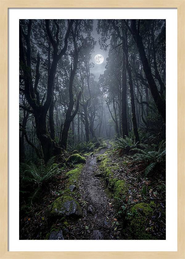 Moonlit Path Through The Forest