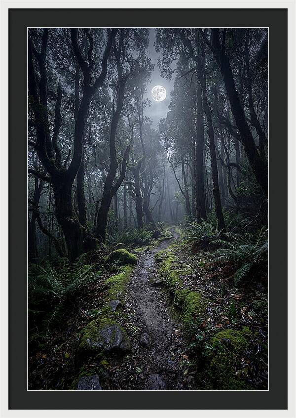 Moonlit Path Through The Forest