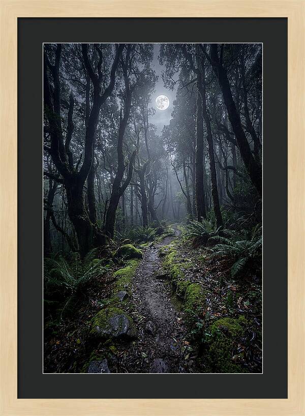 Moonlit Path Through The Forest
