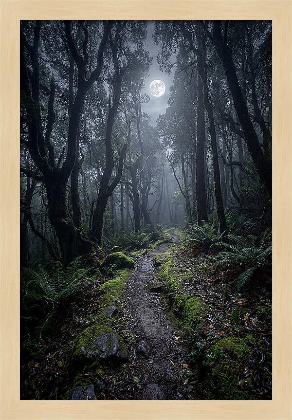 Moonlit Path Through The Forest