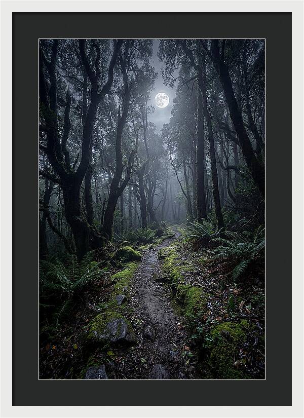 Moonlit Path Through The Forest