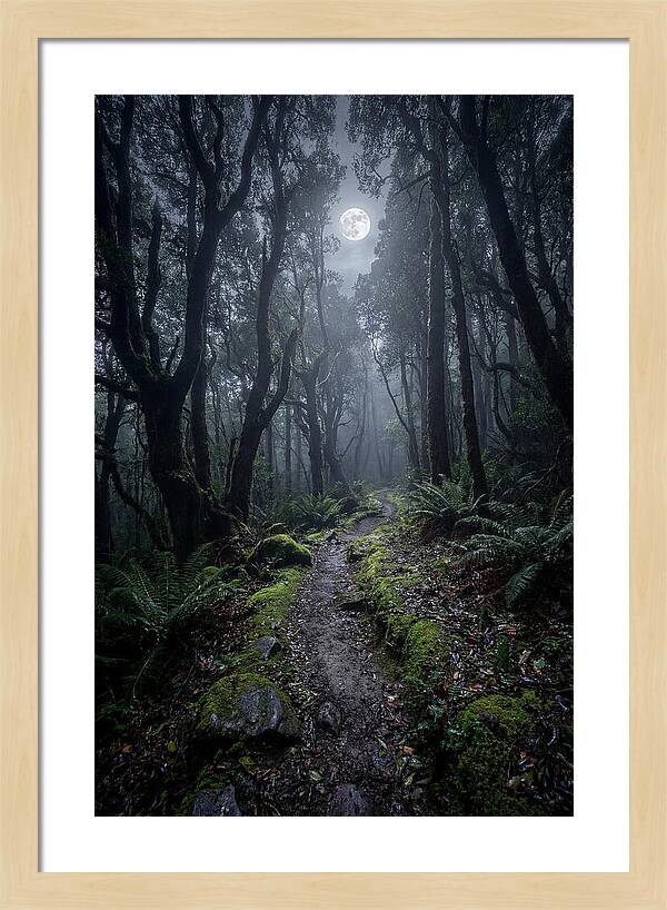 Moonlit Path Through The Forest