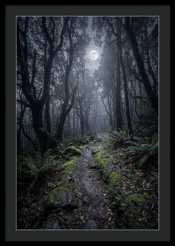 Moonlit Path Through The Forest