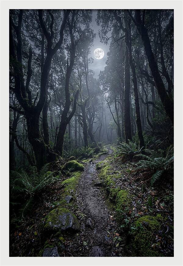 Moonlit Path Through The Forest
