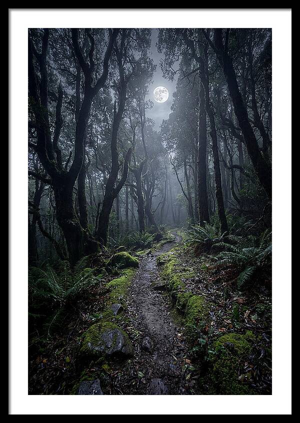 Moonlit Path Through The Forest