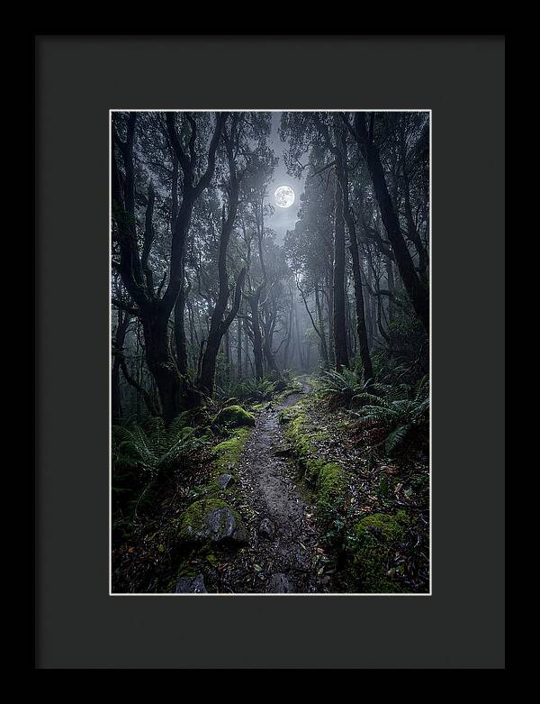 Moonlit Path Through The Forest
