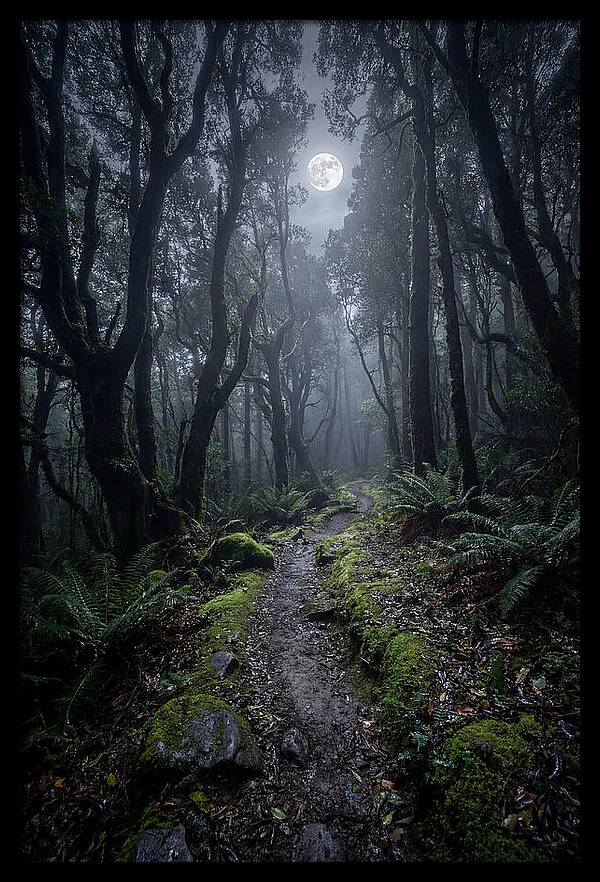 Moonlit Path Through The Forest