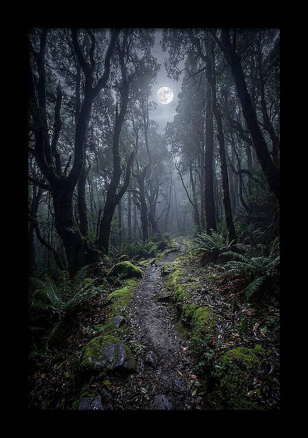Moonlit Path Through The Forest