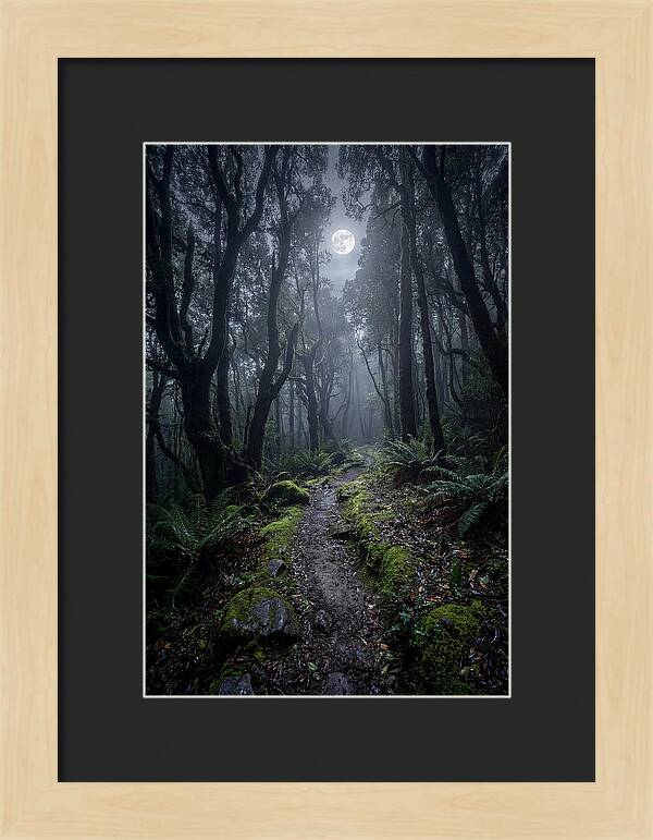 Moonlit Path Through The Forest