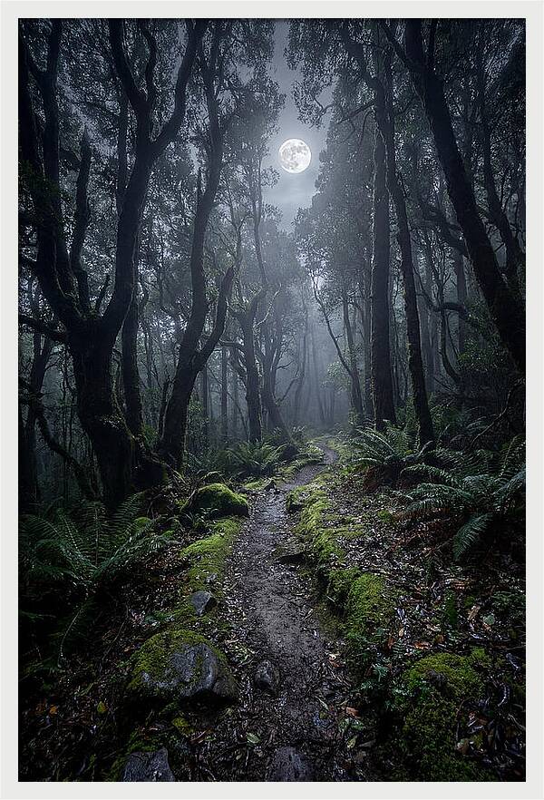 Moonlit Path Through The Forest