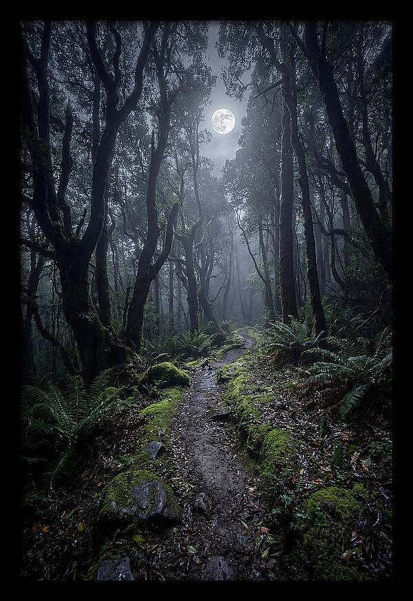 Moonlit Path Through The Forest