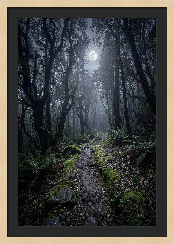 Moonlit Path Through The Forest