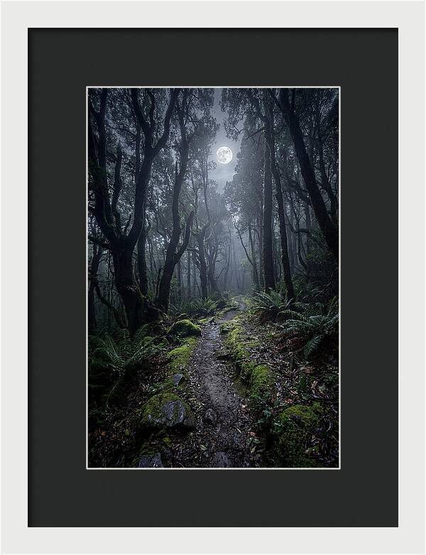 Moonlit Path Through The Forest