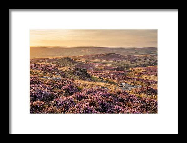 Moorland Embraced By Purple Heather