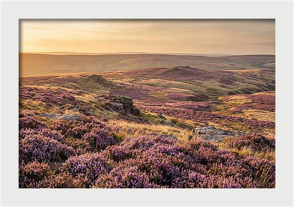 Moorland Embraced By Purple Heather