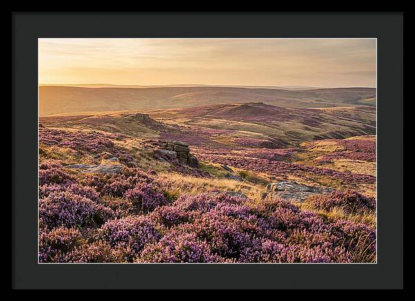 Moorland Embraced By Purple Heather