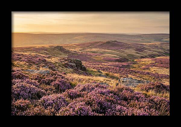 Moorland Embraced By Purple Heather
