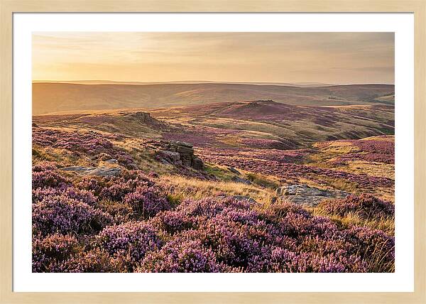 Moorland Embraced By Purple Heather